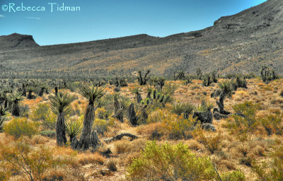 Mojave Desert, Nevada