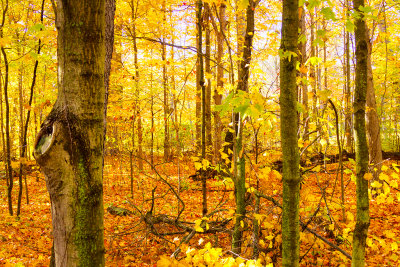 Michigan Fall Color 2012