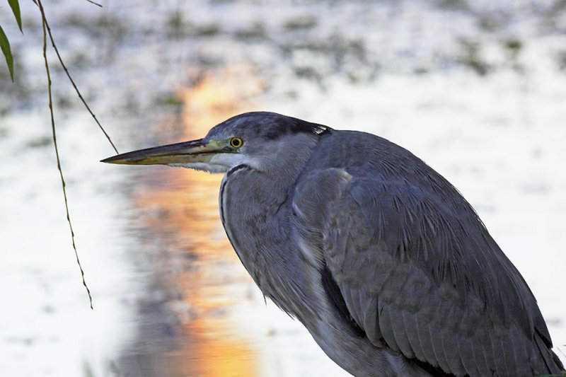 Heron On Regents On Canal III