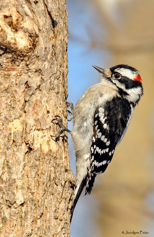 Pic mineur / Downy Woodpecker