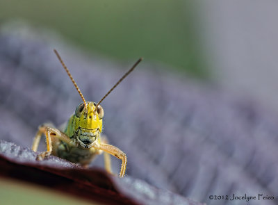 Sauterelle / Grasshopper