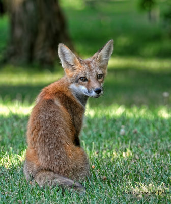 Jeune renard roux / Young Red Fox