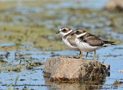 Pluviers semi-palms / Semipalmated Plovers
