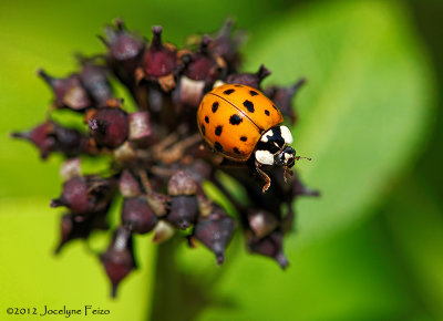 Coccinelle / Ladybug