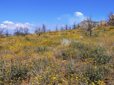 Asters and burned trees Brins Mesa hike