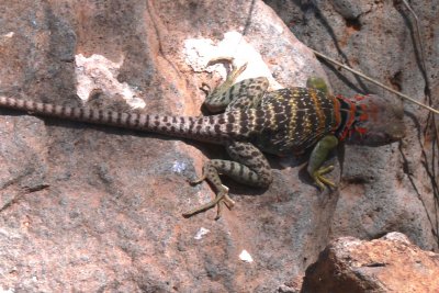 Female collared lizard 2