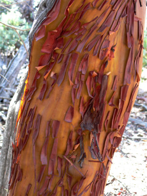 Tree bark, Brins Mesa hike