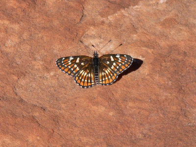 Butterfly, Doe Mesa