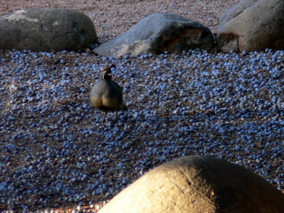 Quail viewed from our hotel room