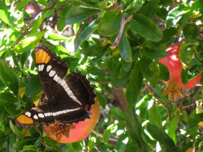 Butterfly on pomegranate tree at Palatki ruins