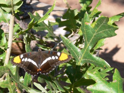 Butterfly in Boynton Canyon