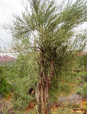 Hiking in Sedona, Arizona