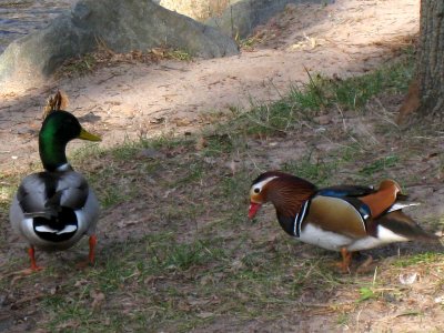 Mandarin duck and Mallard