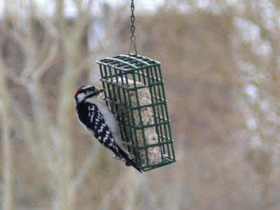 Downy Woodpecker (male)