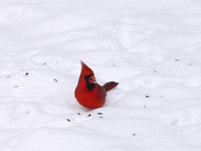 Cardinal