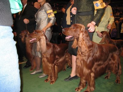 Setters at Westminster KC 2009