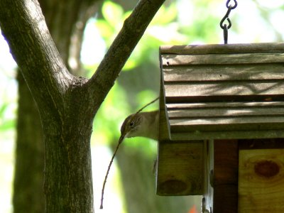 House wren