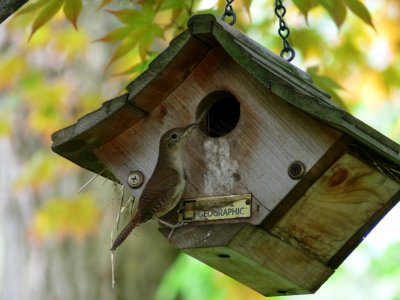 House wren.JPG