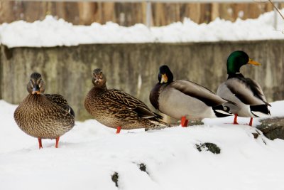 IMG_0235 mallards.JPG