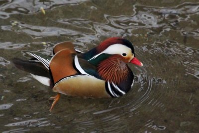 IMG_0223 mandarin.JPG