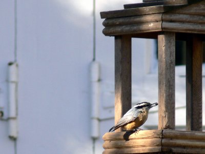 Red-breasted Nuthatch