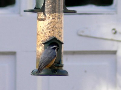 Red-breasted Nuthatch 3