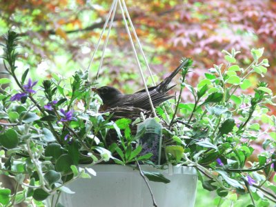 Robin nesting in flower basket