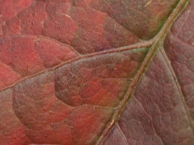 Leaf - 04