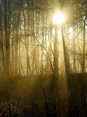 2008-12-11 Sun rays