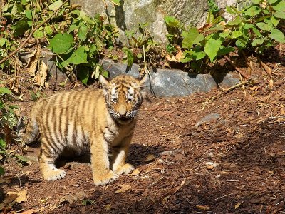 Tiger cub