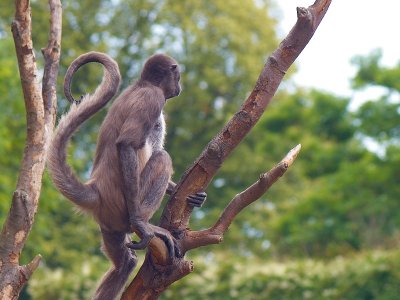 Spider monkey - Ederkoppeabe - Ateles Belzebuth hybridus