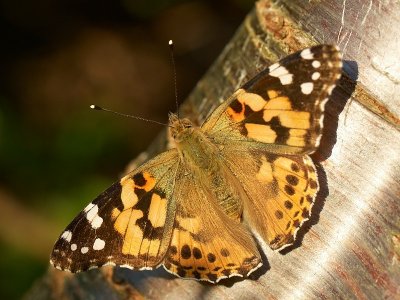 2009-08-05 Vanessa cardui - Tidselsommerfugl