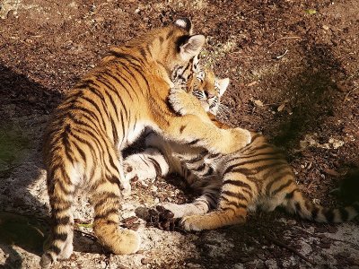 2009-08-29 Tiger cub fight