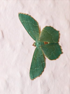 2010-07-11 Green butterfly