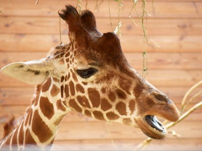 Giraffe - Giraffa camelopardalis