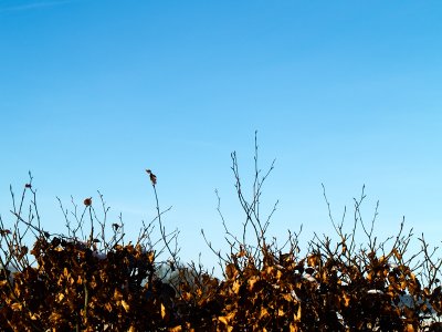 2011-01-29 Winter sky