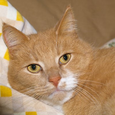 2011-02-14 Red cat