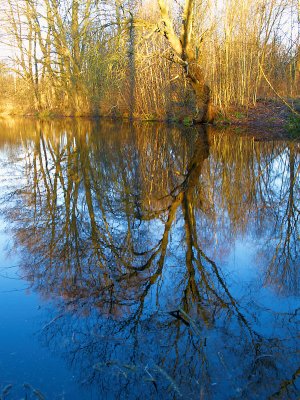 2008-01-29 Tree reflection