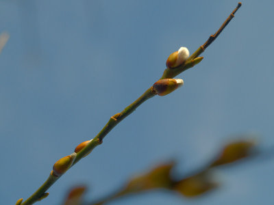 2008-02-12 Early willow catkins