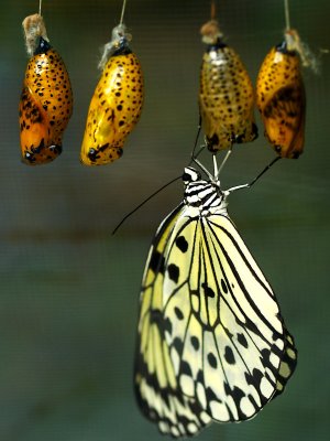 2008-03-16 Butterfly just out of its coocoon