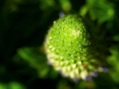 2008-05-19 Lupin