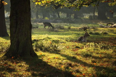 Dunham Massey