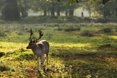 Dunham Massey