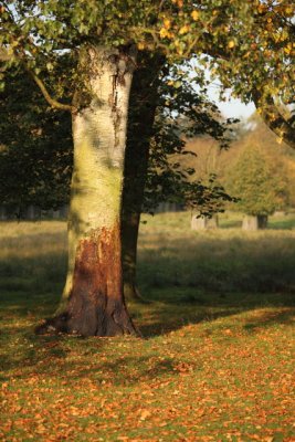 Dunham Massey