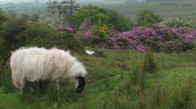 Sheep, Ruin & Rhododendron.jpg