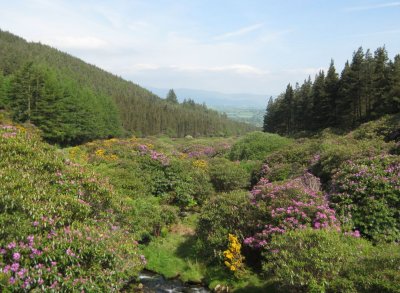 View from The Vee - County Cork.jpg