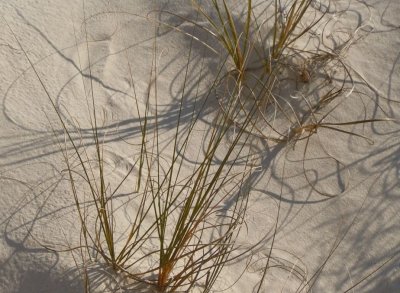 Seagrass, sand and shadows