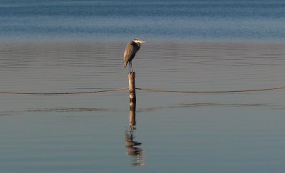 Heron on a stick.jpg