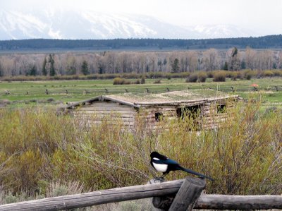 Cunningham Cabin with Magpie.jpg