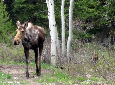 Mama Moose  with newborn.jpg